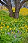 USA, Washington State, Lyle. Oak trees with balsamroot and lupine Art Print
